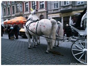 DSCF0775